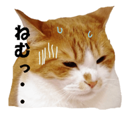 Crazy cats! sticker #13573085