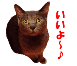 Crazy cats! sticker #13573086