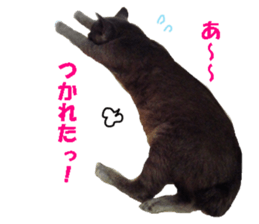 Crazy cats! sticker #13573087