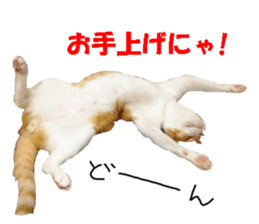 Crazy cats! sticker #13573089