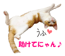 Crazy cats! sticker #13573090