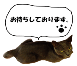 Crazy cats! sticker #13573091