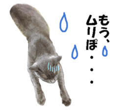 Crazy cats! sticker #13573092