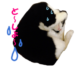 Crazy cats! sticker #13573093