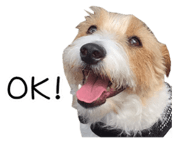 Jack Russell and wire Dax photo sticker sticker #13573702