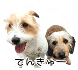 Jack Russell and wire Dax photo sticker sticker #13573703