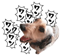 Jack Russell and wire Dax photo sticker sticker #13573704