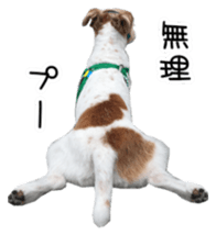 Jack Russell and wire Dax photo sticker sticker #13573708