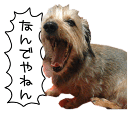 Jack Russell and wire Dax photo sticker sticker #13573709