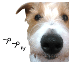 Jack Russell and wire Dax photo sticker sticker #13573710