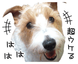 Jack Russell and wire Dax photo sticker sticker #13573711
