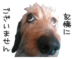 Jack Russell and wire Dax photo sticker sticker #13573712