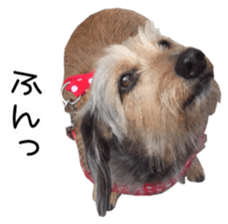 Jack Russell and wire Dax photo sticker sticker #13573713