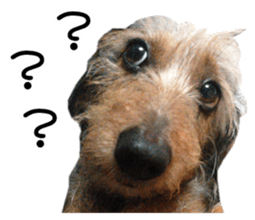 Jack Russell and wire Dax photo sticker sticker #13573714