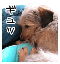 Jack Russell and wire Dax photo sticker sticker #13573715