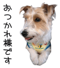 Jack Russell and wire Dax photo sticker sticker #13573716