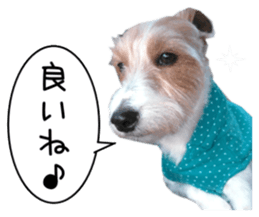 Jack Russell and wire Dax photo sticker sticker #13573717