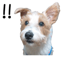 Jack Russell and wire Dax photo sticker sticker #13573718