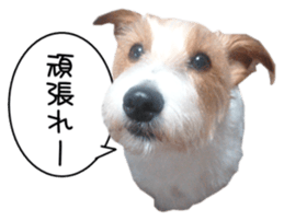 Jack Russell and wire Dax photo sticker sticker #13573719