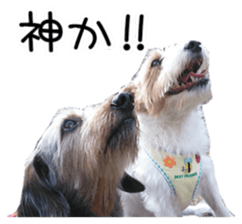 Jack Russell and wire Dax photo sticker sticker #13573720