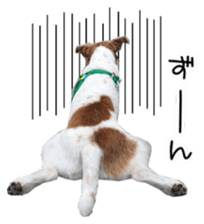 Jack Russell and wire Dax photo sticker sticker #13573721