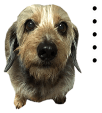 Jack Russell and wire Dax photo sticker sticker #13573722