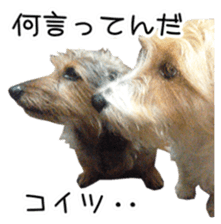 Jack Russell and wire Dax photo sticker sticker #13573724