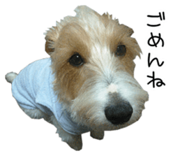 Jack Russell and wire Dax photo sticker sticker #13573725