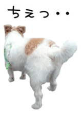 Jack Russell and wire Dax photo sticker sticker #13573726