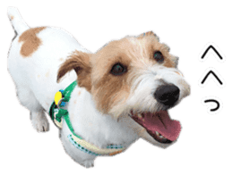 Jack Russell and wire Dax photo sticker sticker #13573727