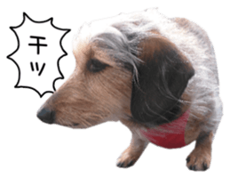 Jack Russell and wire Dax photo sticker sticker #13573728