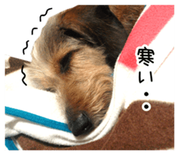 Jack Russell and wire Dax photo sticker sticker #13573729