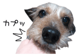 Jack Russell and wire Dax photo sticker sticker #13573730