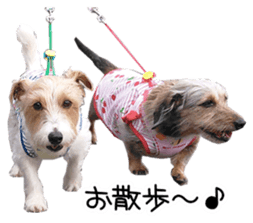 Jack Russell and wire Dax photo sticker sticker #13573731