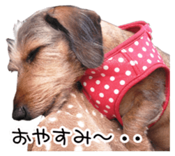 Jack Russell and wire Dax photo sticker sticker #13573732