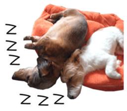 Jack Russell and wire Dax photo sticker sticker #13573733