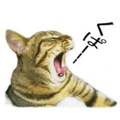 Wild brown tabby ,Photograph version