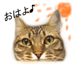 Wild brown tabby ,Photograph version sticker #13575086