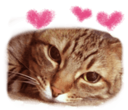 Wild brown tabby ,Photograph version sticker #13575087