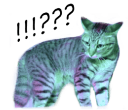 Wild brown tabby ,Photograph version sticker #13575088