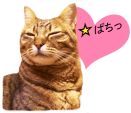 Wild brown tabby ,Photograph version sticker #13575090