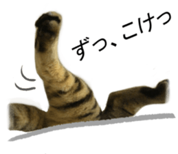 Wild brown tabby ,Photograph version sticker #13575091