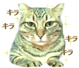 Wild brown tabby ,Photograph version sticker #13575092
