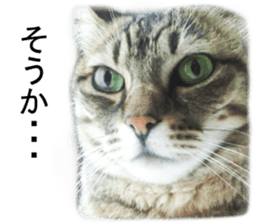 Wild brown tabby ,Photograph version sticker #13575093
