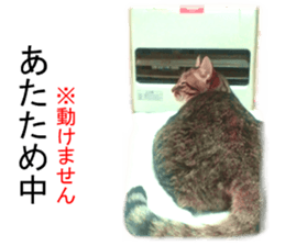 Wild brown tabby ,Photograph version sticker #13575094