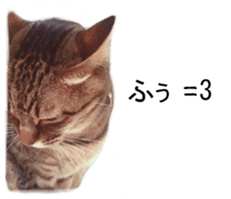 Wild brown tabby ,Photograph version sticker #13575095