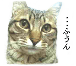 Wild brown tabby ,Photograph version sticker #13575096