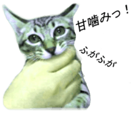 Wild brown tabby ,Photograph version sticker #13575097