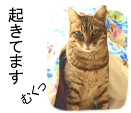 Wild brown tabby ,Photograph version sticker #13575098