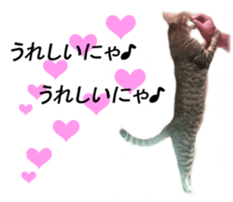 Wild brown tabby ,Photograph version sticker #13575099